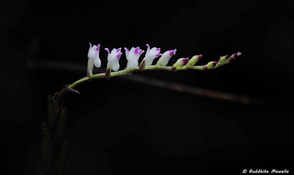 Podochilus malabaricus Wight